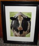 Picture of a Cow