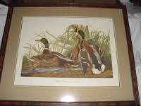 Pair of Audubon Birds of America